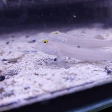 Lade das Bild in den Galerie-Viewer, Valenciennea sexguttata – Sechsstreifen-Baggergrundel