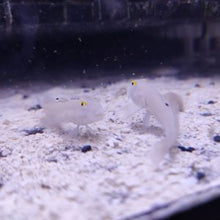 Lade das Bild in den Galerie-Viewer, Valenciennea sexguttata – Sechsstreifen-Baggergrundel