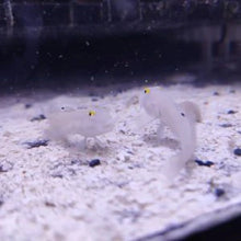 Lade das Bild in den Galerie-Viewer, Valenciennea sexguttata – Sechsstreifen-Baggergrundel