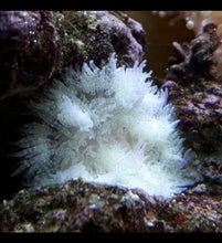 Lade das Bild in den Galerie-Viewer, Heteractis aurora – Perlenanemone