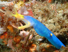 Lade das Bild in den Galerie-Viewer, Rhinomuraena quaesita - Blaue Bandmuräne