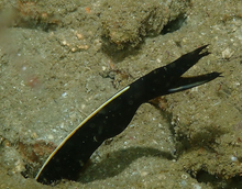Lade das Bild in den Galerie-Viewer, Rhinomuraena quaesita - Blaue Bandmuräne