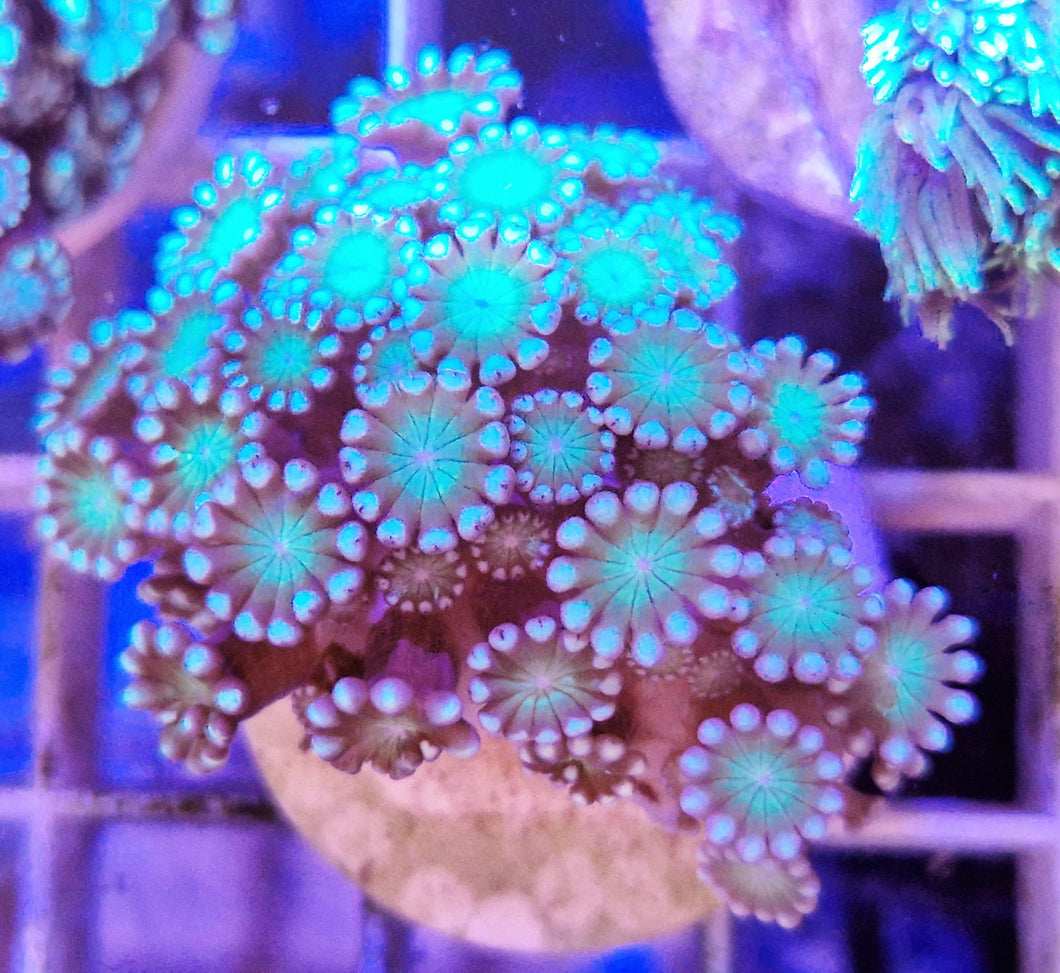 Alveopora Sp. Ultra