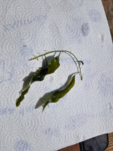 Lade das Bild in den Galerie-Viewer, Caulerpa prolifera Kriechsprossalge, Blatt-Caulerpa
