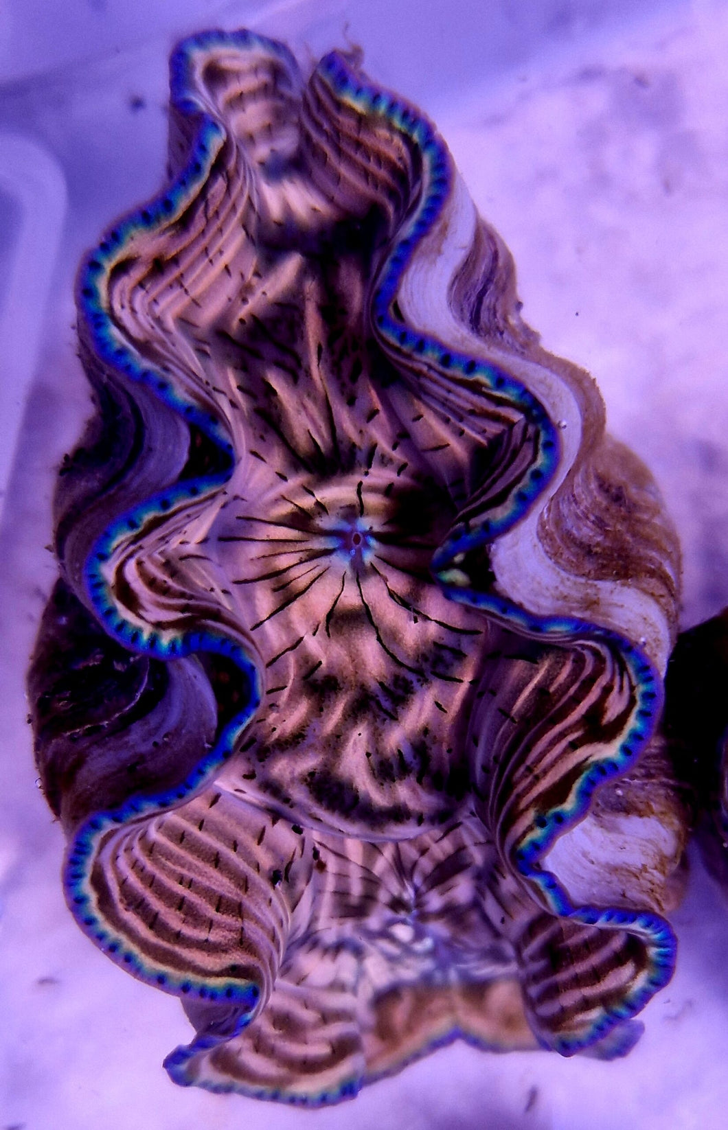 Tridacna derasa Mördermuschel Gold Gelb Ultra 7-8 cm