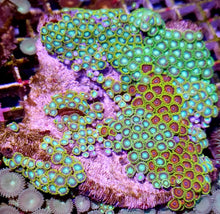 Lade das Bild in den Galerie-Viewer, Zoanthus sp – Zoanthus bunter Mixstein über 30 Polypen
