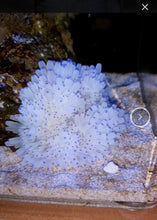 Lade das Bild in den Galerie-Viewer, Heteractis crispa – Lederanemone / Sebae Anemone
