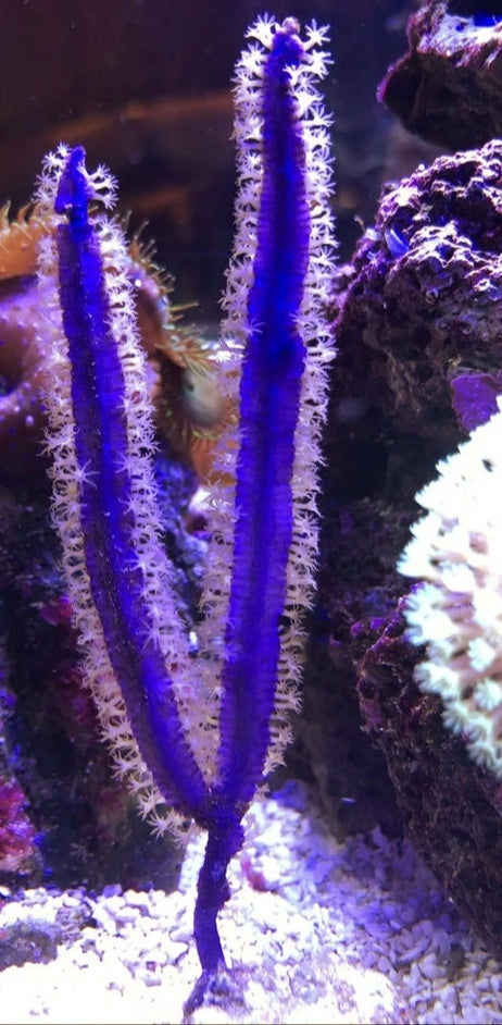 Pterogorgia guadalupensis Messergorgonie Blau/Lila RAR