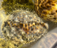 Lade das Bild in den Galerie-Viewer, Cypraea tigris – Porzellanschnecke Größe XL
