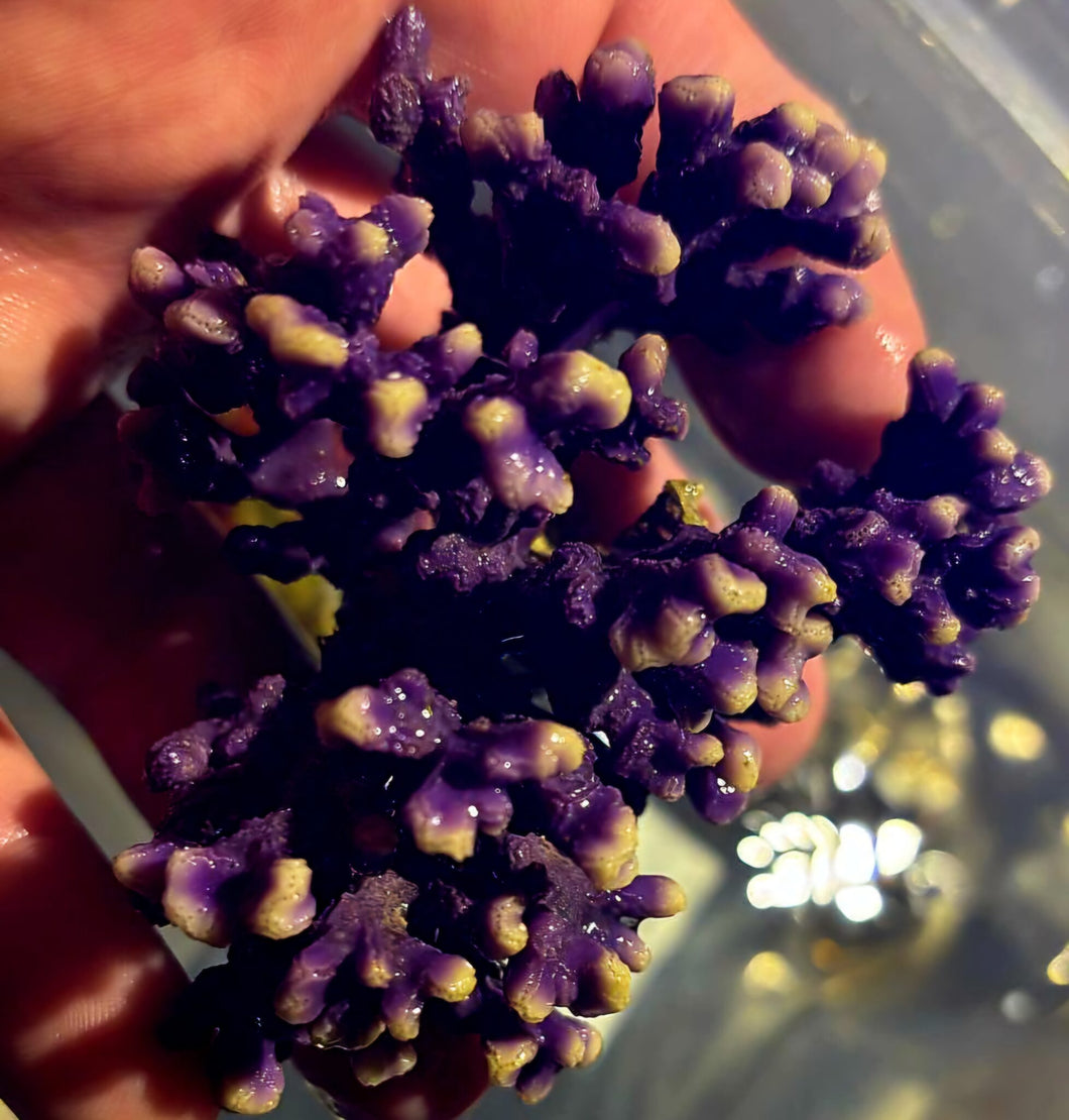 Distichopora spp. Lila Filigrankoralle RAR!!