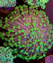 Lade das Bild in den Galerie-Viewer, Alveopora gigas – Grüne Margeritenkoralle mit weißem Kern

