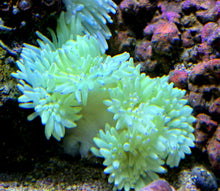 Lade das Bild in den Galerie-Viewer, Heteractis crispa – Lederanemone gelb
