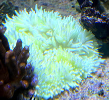 Lade das Bild in den Galerie-Viewer, Heteractis crispa – Lederanemone gelb
