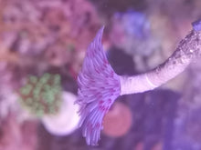 Lade das Bild in den Galerie-Viewer, Bispira - Röhrenwurm weiss rosa
