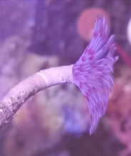 Lade das Bild in den Galerie-Viewer, Bispira - Röhrenwurm weiss rosa
