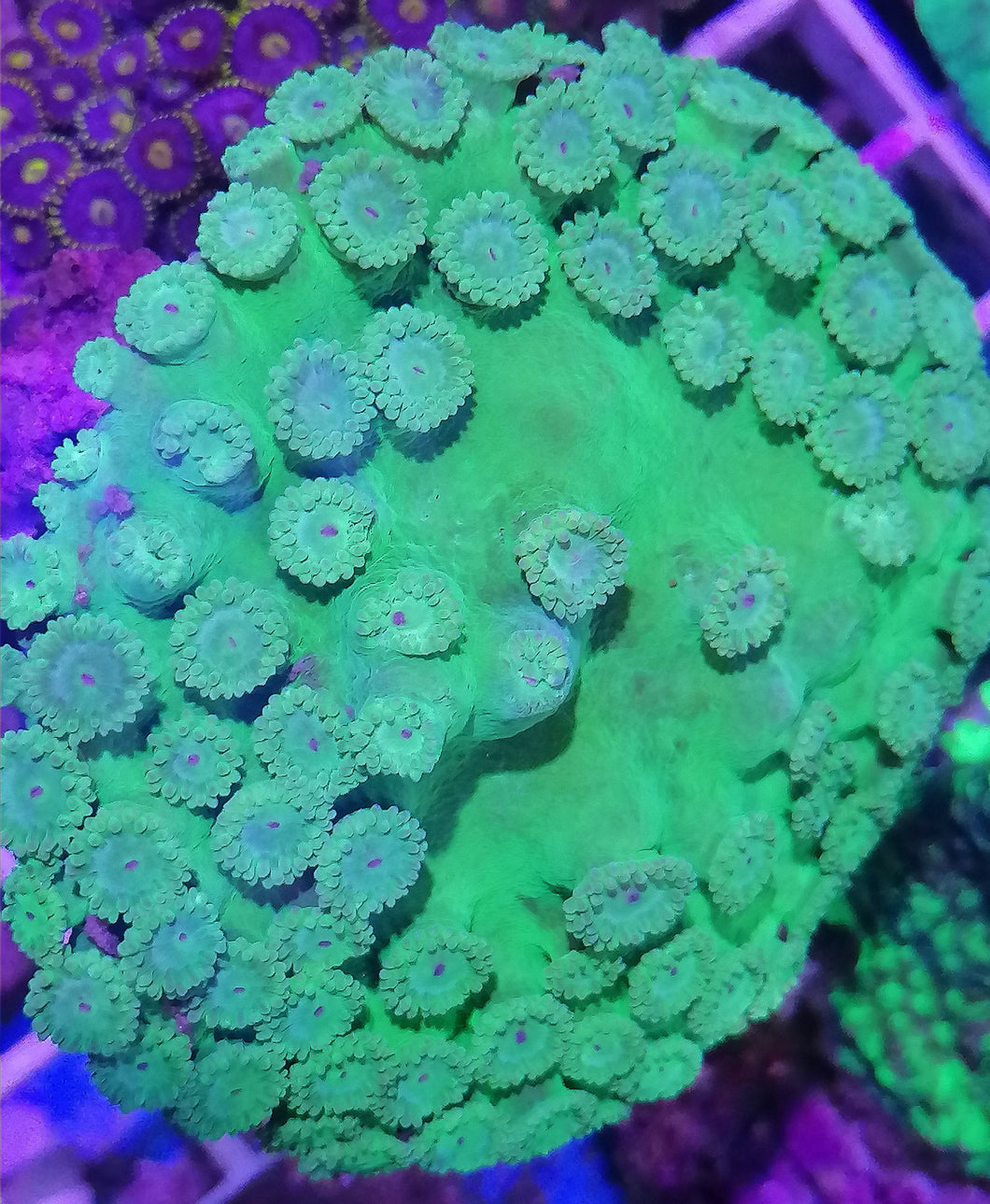 Turbinaria Peltata Ultra grün!!!