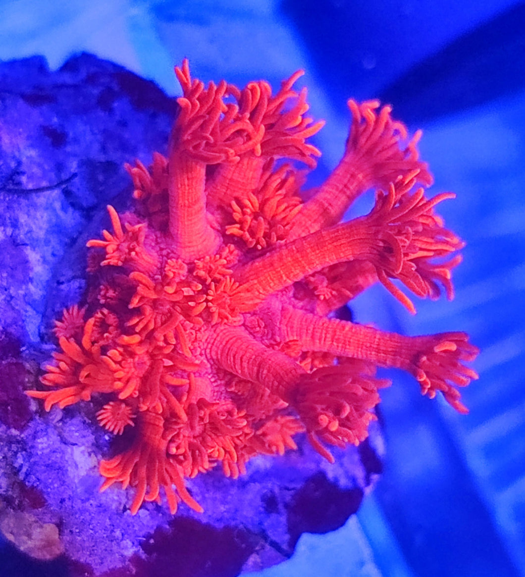 Goniopora Sp. rot Lange Polypen