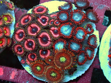 Lade das Bild in den Galerie-Viewer, Zoanthus sp – Zoanthus bunter Mixstein über 30 Polypen
