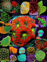 Lade das Bild in den Galerie-Viewer, Das Bild zeigt eine große Asuwahl an Korallen für das Meerwasserquarium. 
