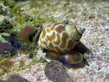 Lade das Bild in den Galerie-Viewer, Babylonia zeylanica Babylonia Schnecke
