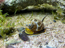 Lade das Bild in den Galerie-Viewer, Babylonia zeylanica Babylonia Schnecke
