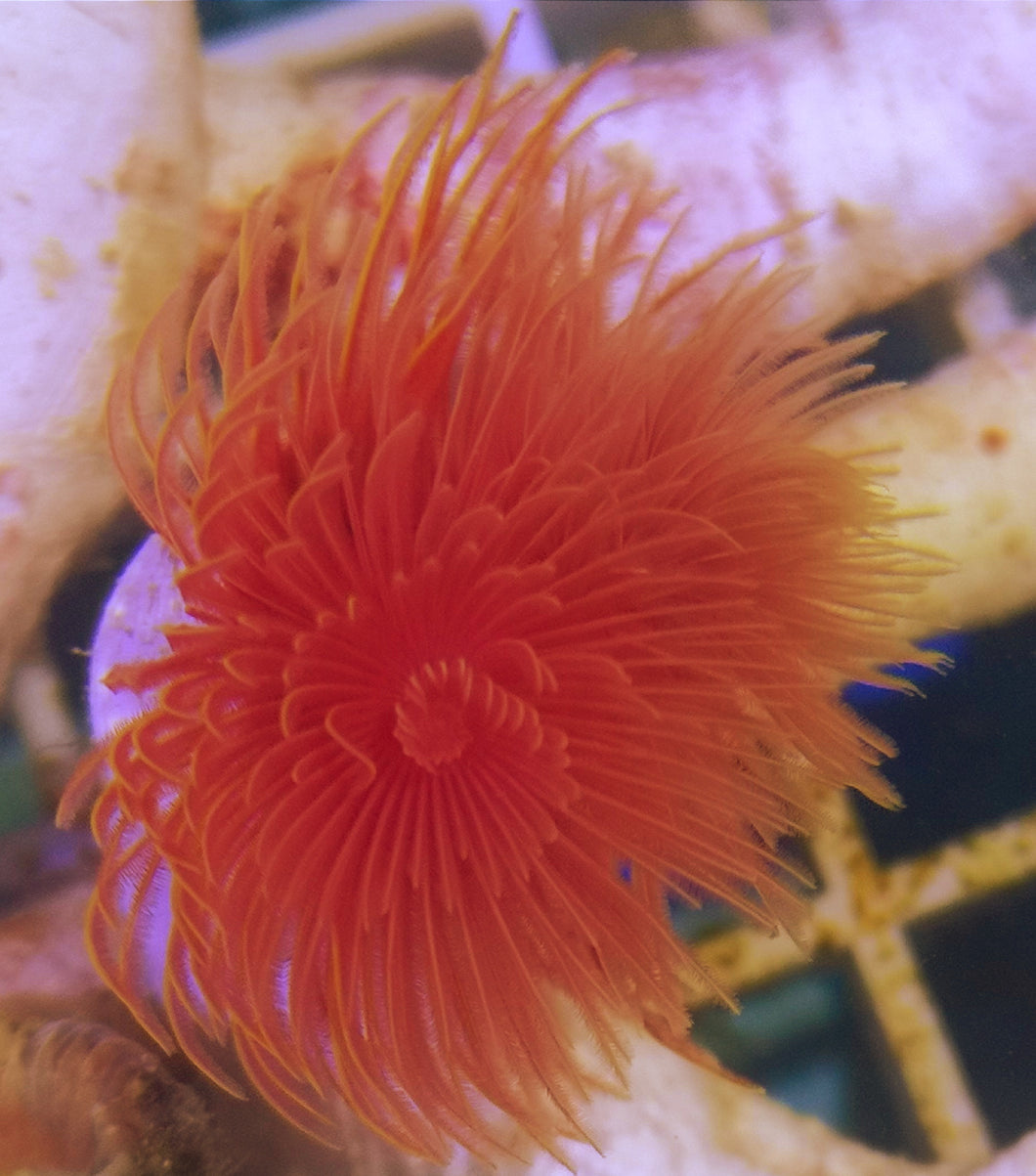 Protula bispiralis Pracht-Kalkröhrenwurm Ultra Rot weiss L-XL