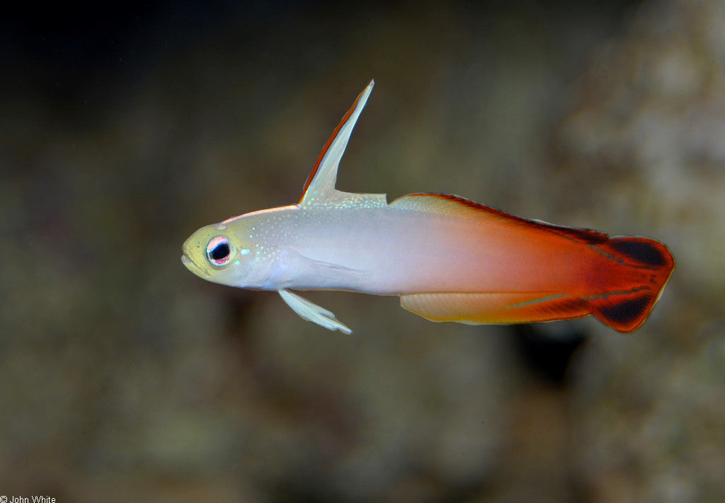 Nemateleotris magnifica