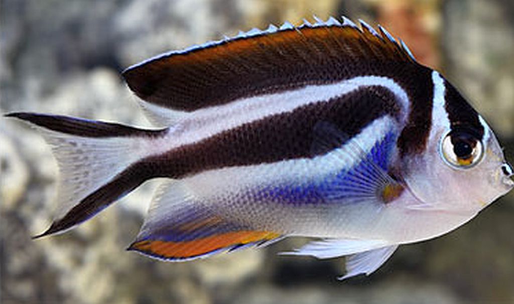 Genicanthus bellus Weibchen