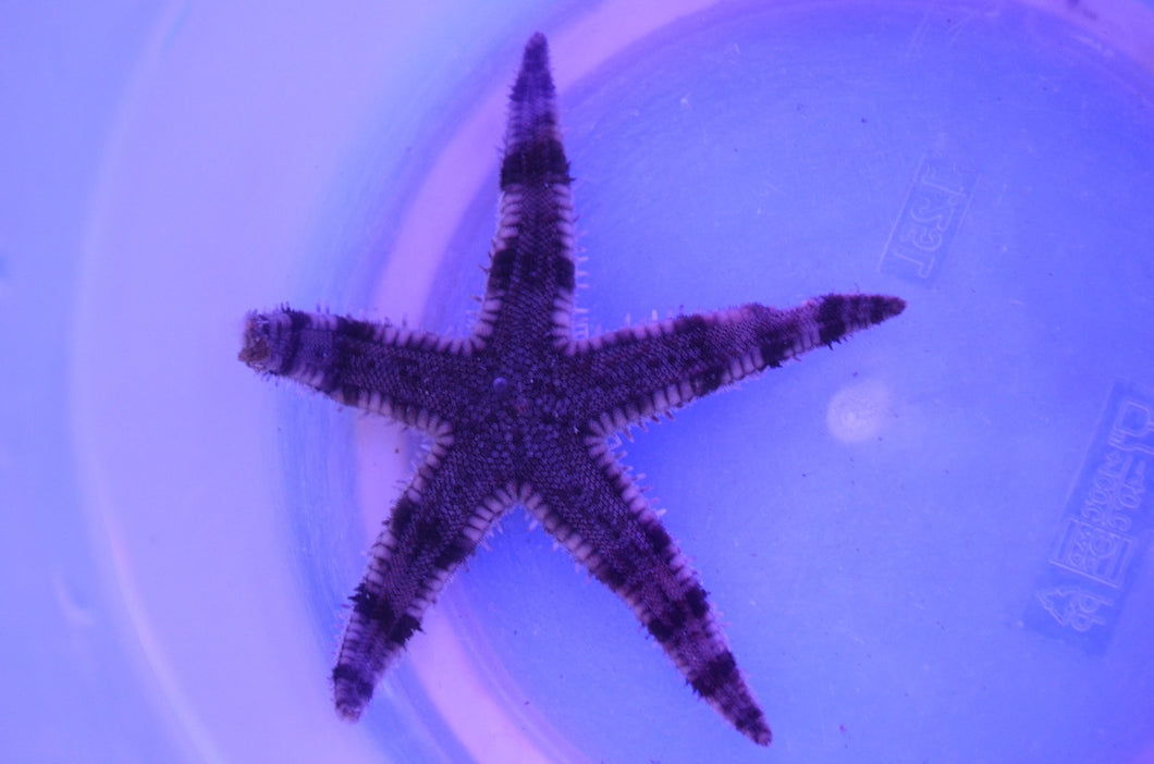 Archaster angulatus Grabender Seestern