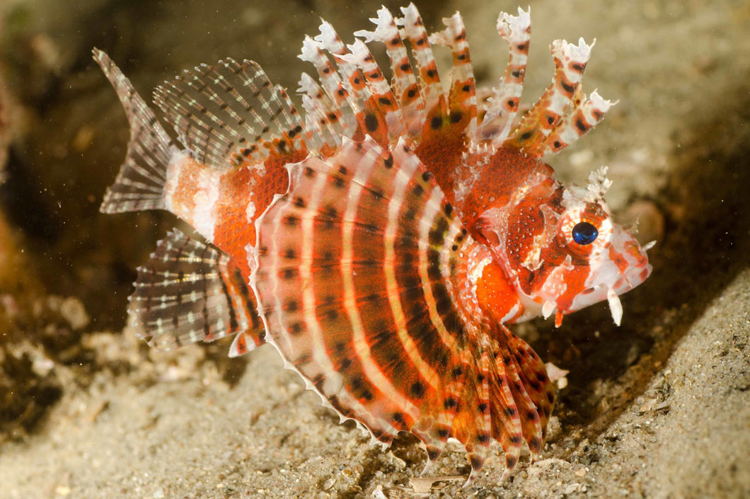 Dendrochirus brachypterus