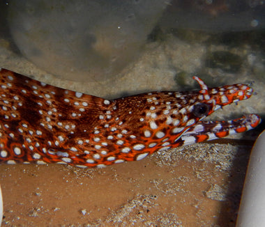 Enchelycore pardalis