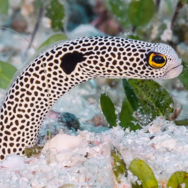 Heteroconger hassi