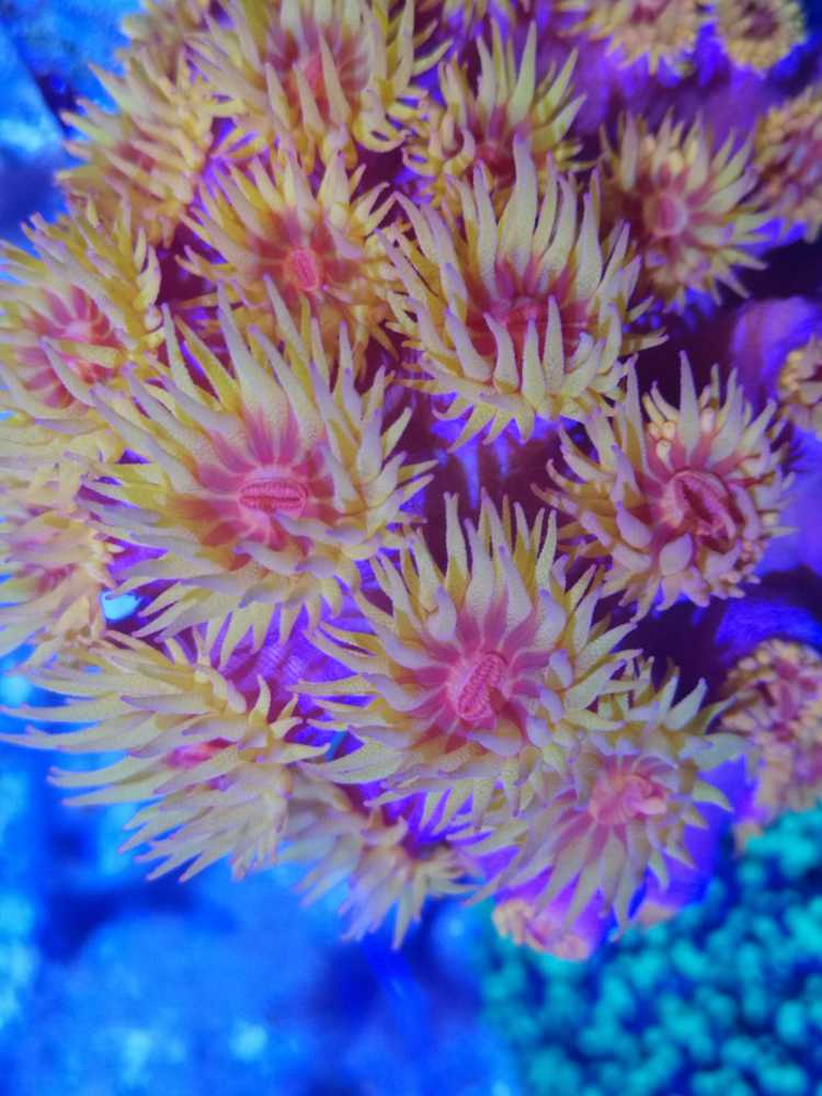 Tubastrea Faulkneri Sonnenkoralle 1 Polyp