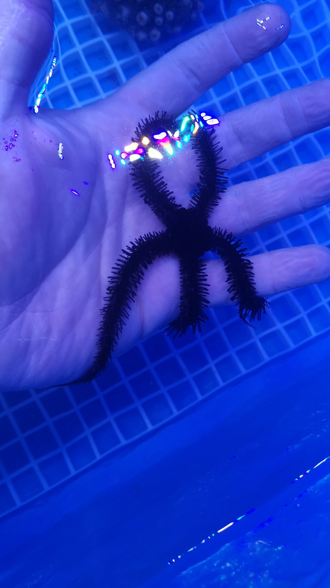 Ophiocoma erinaceus Schwarzer Schlangenstern