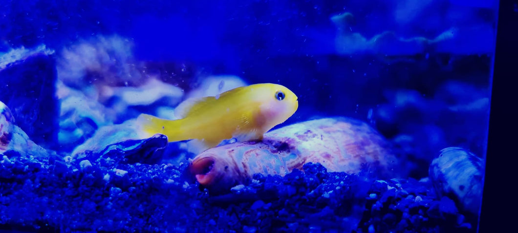 Gobiodon okinawae Gelbe Korallengrundel