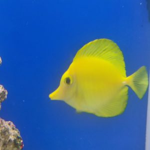 Zebrasoma flavescens – Gelber Doktorfisch Vorbestellung