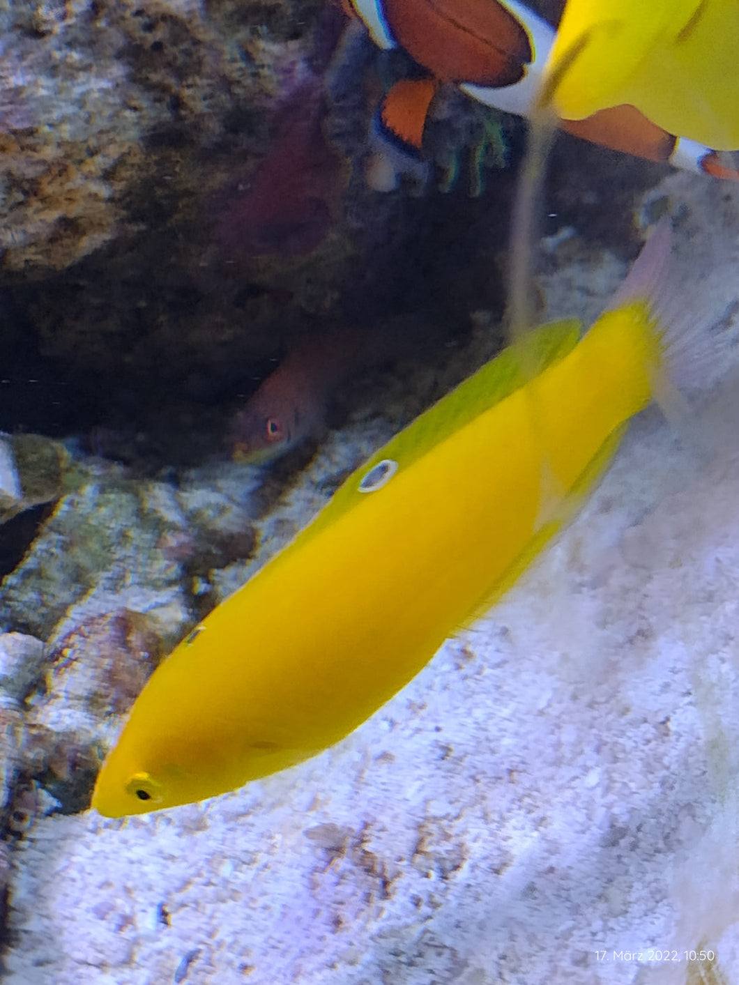 Halichoeres chrysus