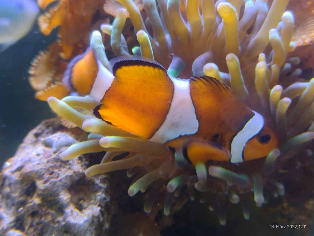 Amphiprion ocellaris Nachzucht Clownfisch Anemonenfisch einzeln
