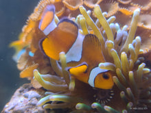 Lade das Bild in den Galerie-Viewer, Amphiprion ocellaris Nachzucht Clownfisch Anemonenfisch einzeln
