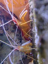Lade das Bild in den Galerie-Viewer, Lysmata amboinensis - Weissbandputzergarnele
