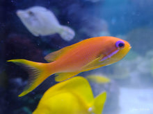 Lade das Bild in den Galerie-Viewer, Pseudanthias squamipinnis - Juwelen Fahnenbarsch

