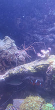 Lade das Bild in den Galerie-Viewer, Stenorhynchus seticornis - Pfeil-Gespensterkrabbe
