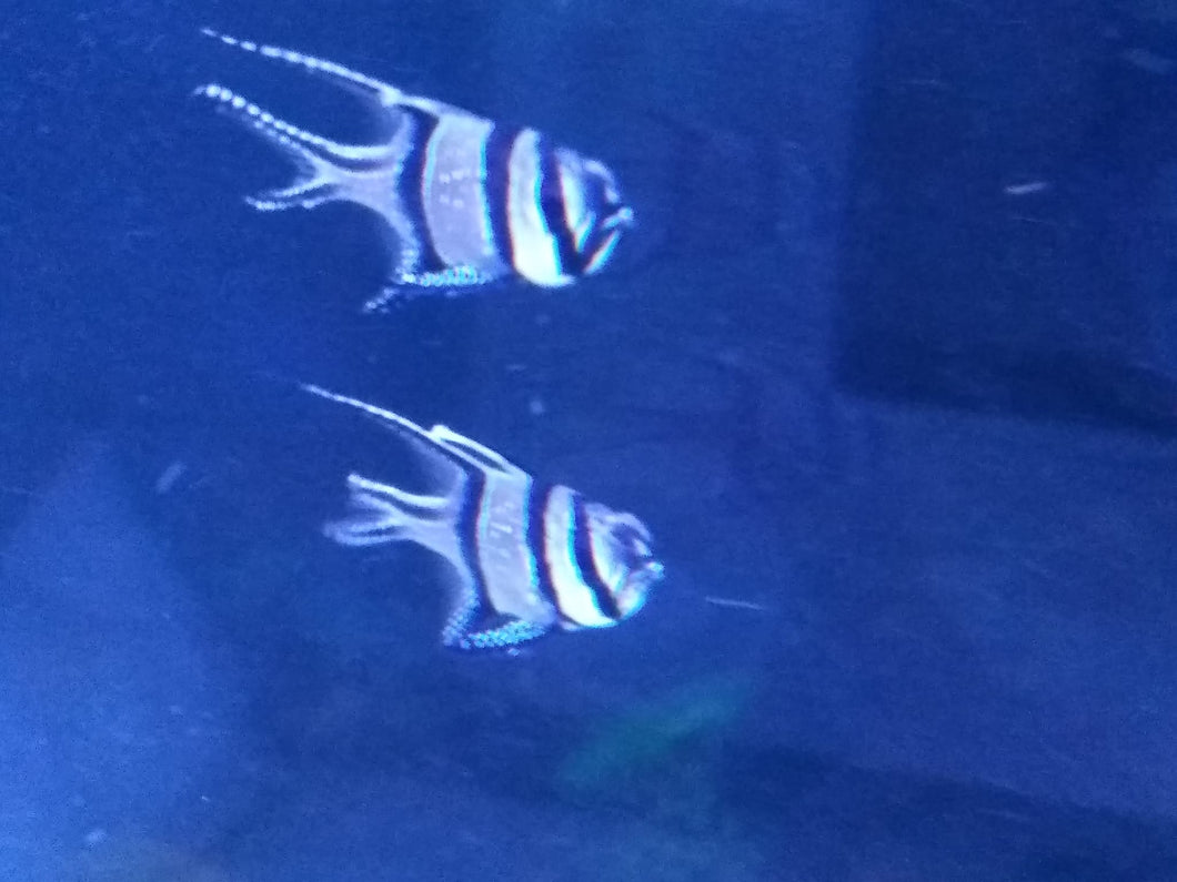 Pterapogon kauderni
