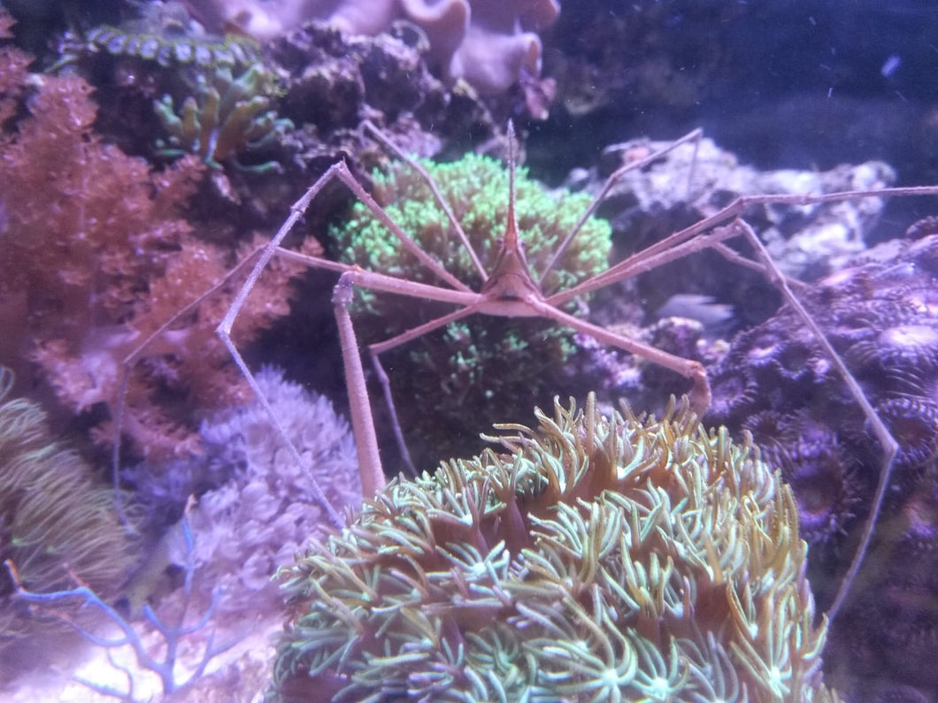 Stenorhynchus seticornis - Pfeil-Gespensterkrabbe