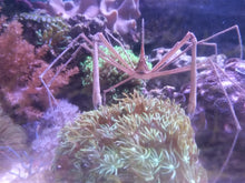 Lade das Bild in den Galerie-Viewer, Stenorhynchus seticornis - Pfeil-Gespensterkrabbe
