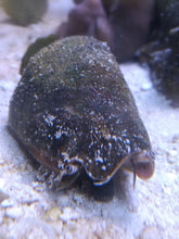 Lade das Bild in den Galerie-Viewer, Conomurex luhuanus - Kegelfechterschnecke  Cyanofresser
