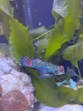Lade das Bild in den Galerie-Viewer, Synchiropus splendidus Mandarinfisch weibchen

