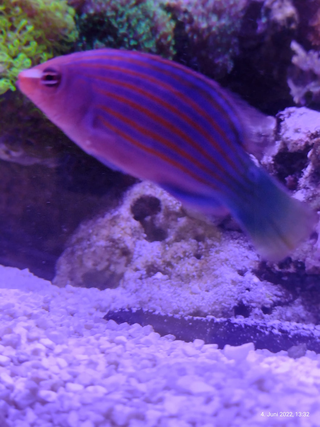Pseudocheilinus hexataenia