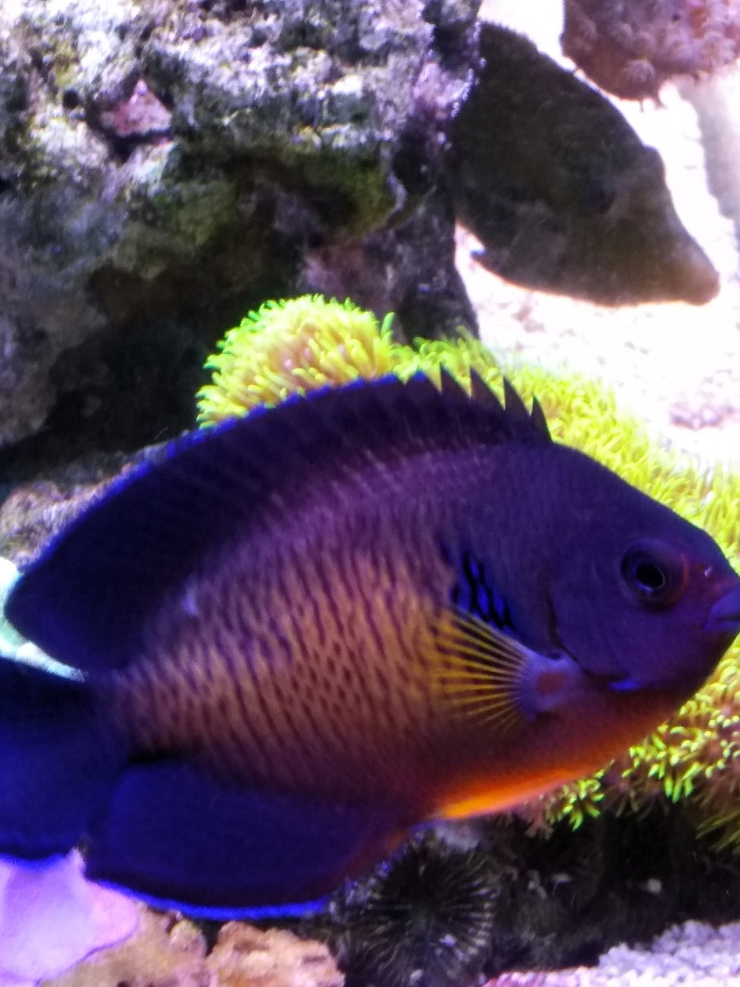 Centropyge bispinosa