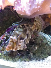 Lade das Bild in den Galerie-Viewer, Acreichthys tomentosus Tangfeilenfisch
